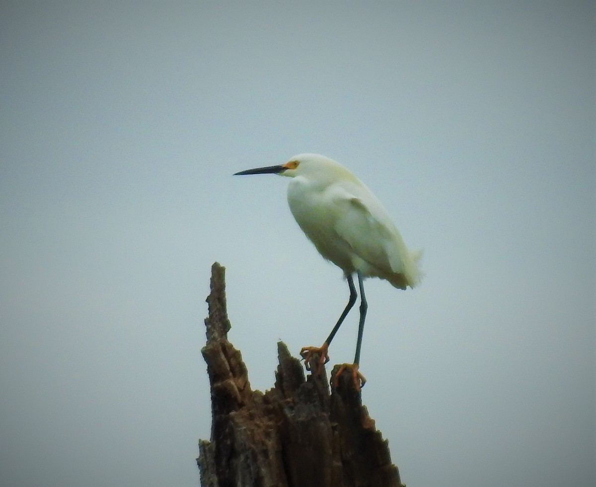 Snowy Egret - ML554837641