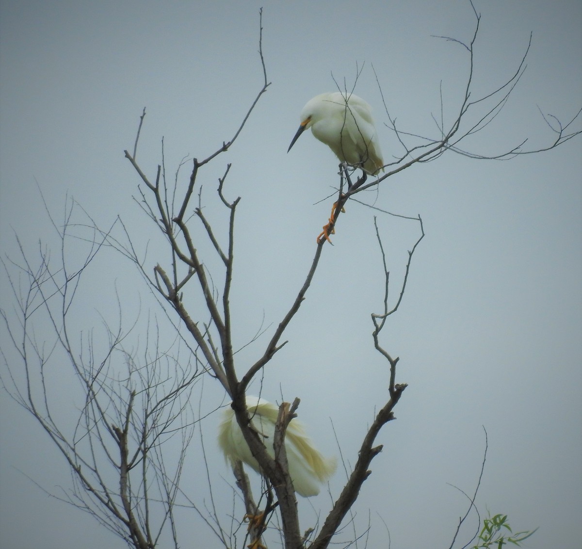 Snowy Egret - ML554838731