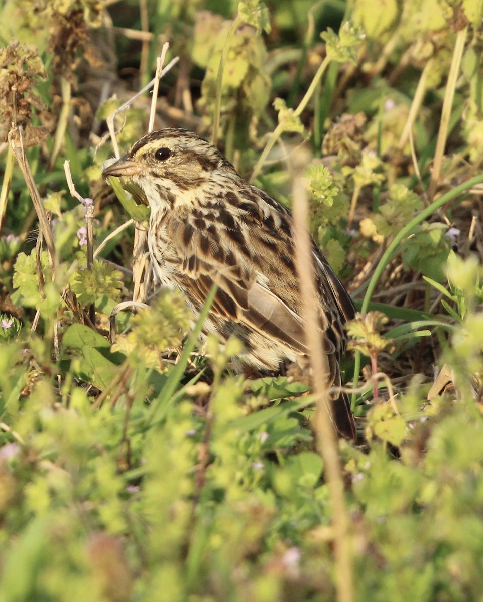 Savannah Sparrow - Susan Wood