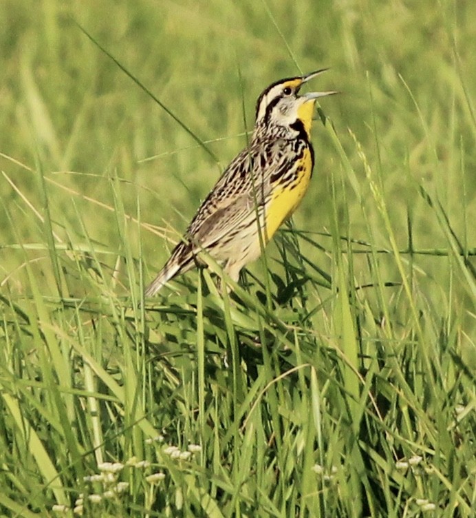 Eastern Meadowlark - ML554839781