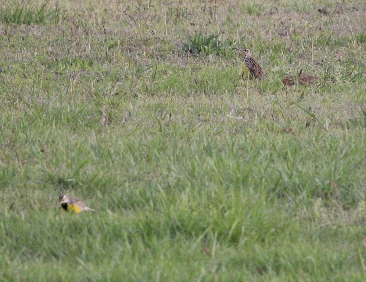 Eastern Meadowlark - ML554839801