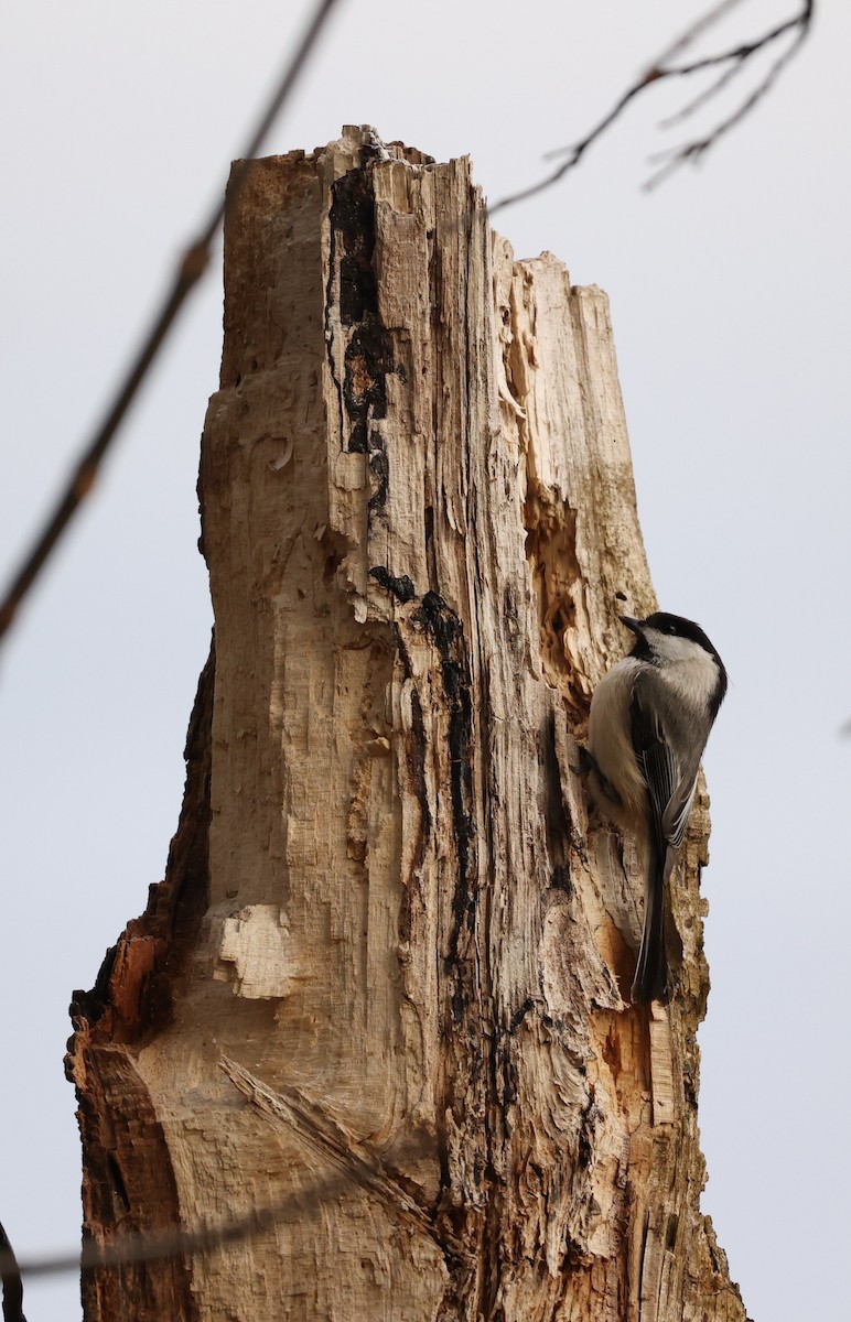 Black-capped Chickadee - ML554839951