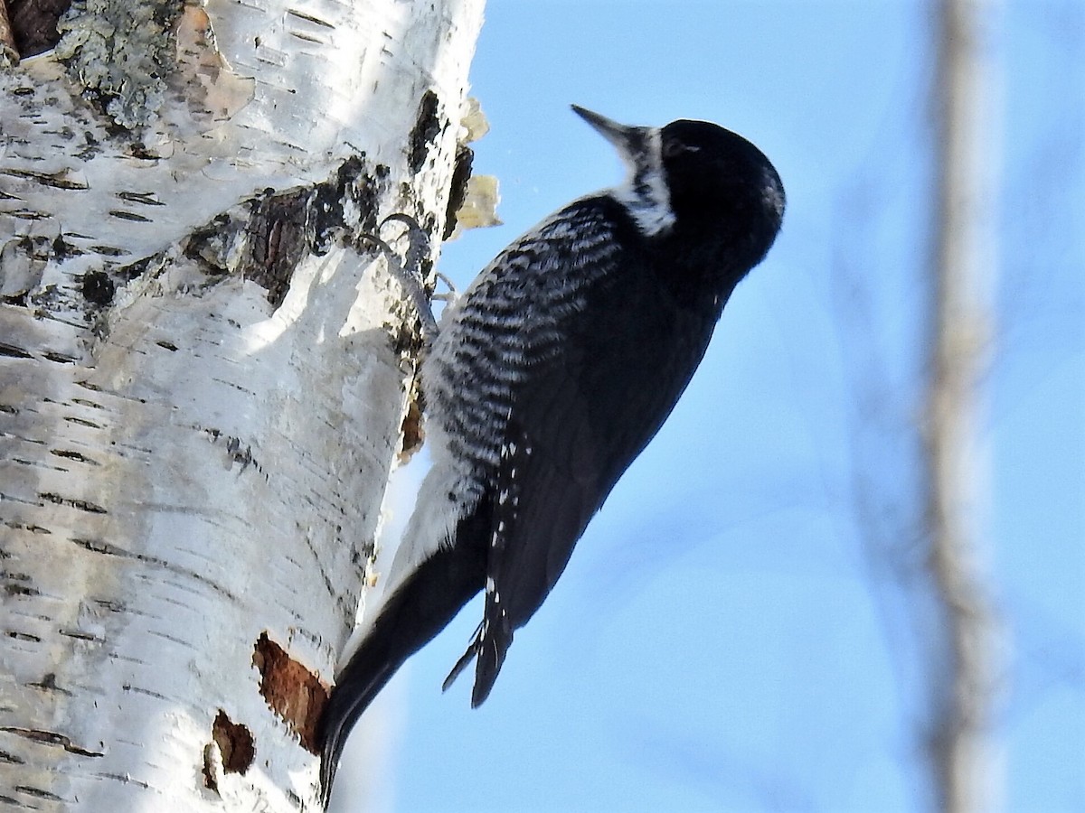 Black-backed Woodpecker - ML554840701