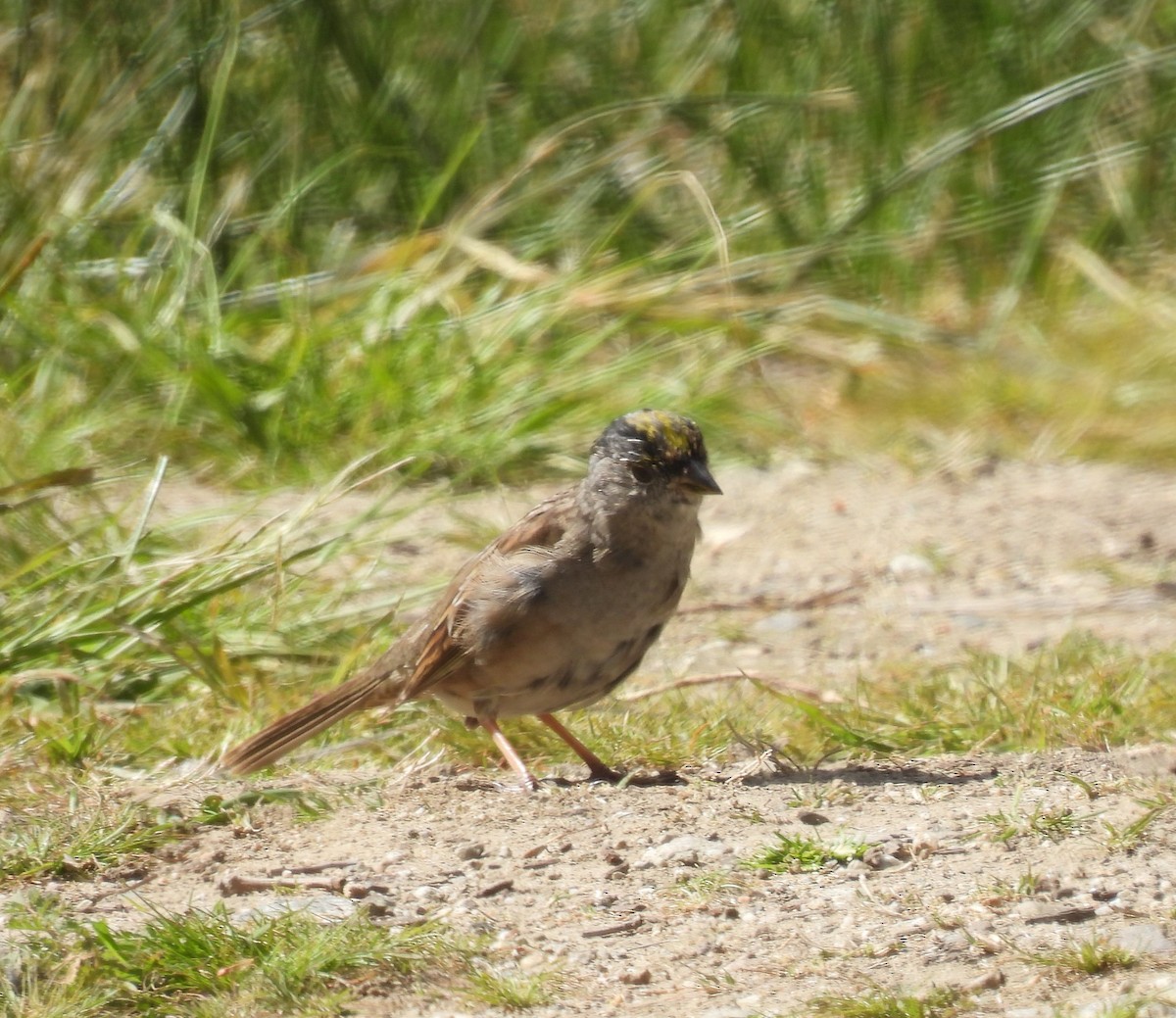 Golden-crowned Sparrow - Norm Clayton