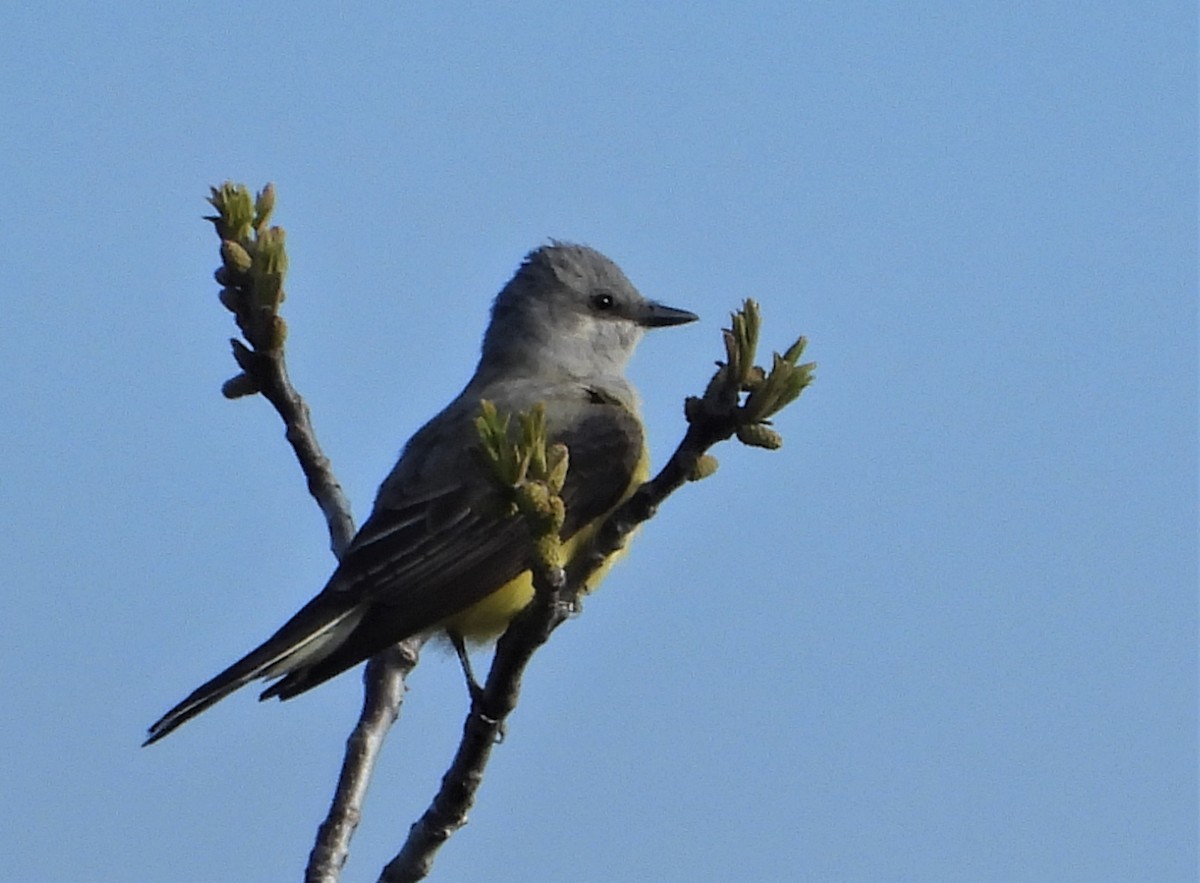 Western Kingbird - ML554841761