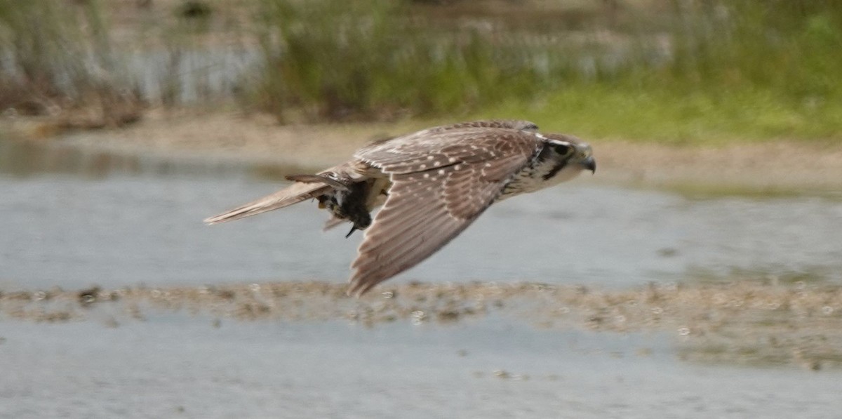 Prairie Falcon - ML554842061