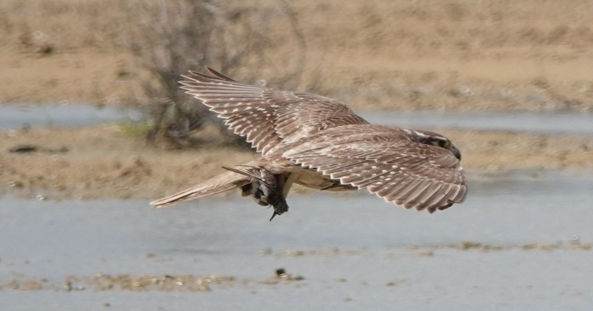 Prairie Falcon - ML554842091