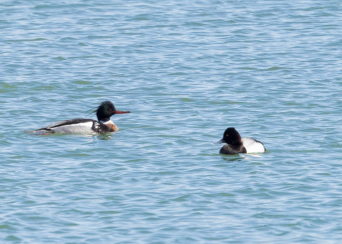 Red-breasted Merganser - Verlee Sanburg