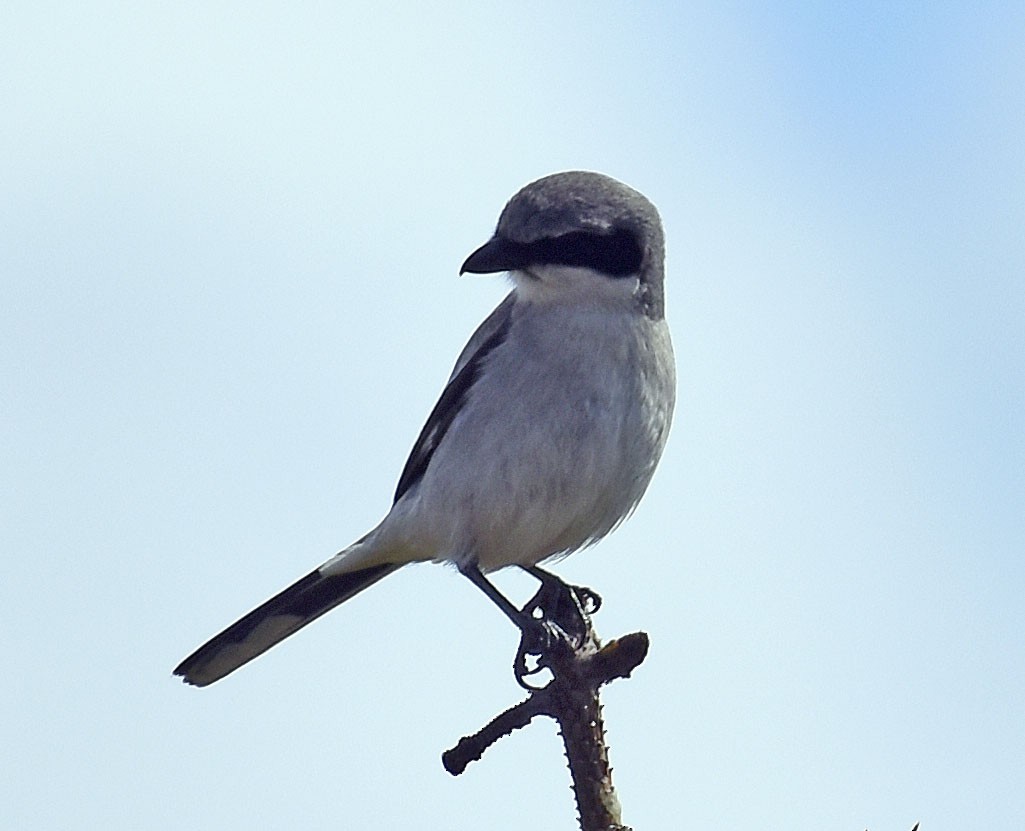 Loggerhead Shrike - ML554842931