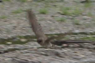 Golondrina Aserrada - ML554843801