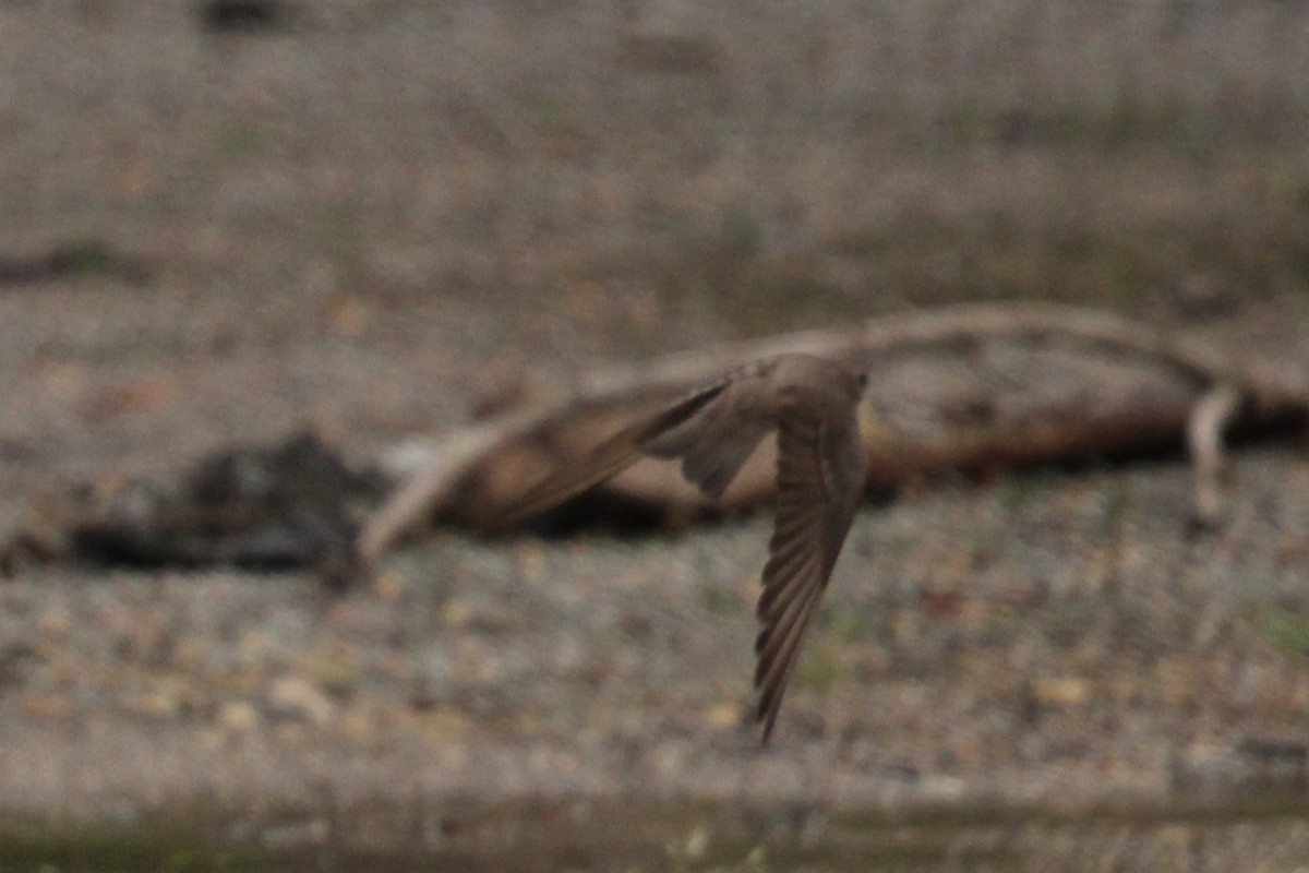 Northern Rough-winged Swallow - Susan Wood