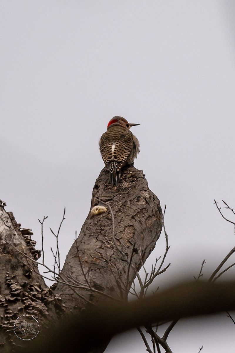 Northern Flicker - ML554844991