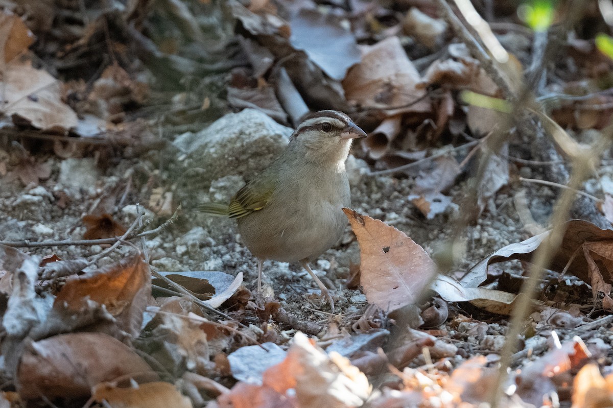 オリーブシトド（superciliosus グループ） - ML554845691