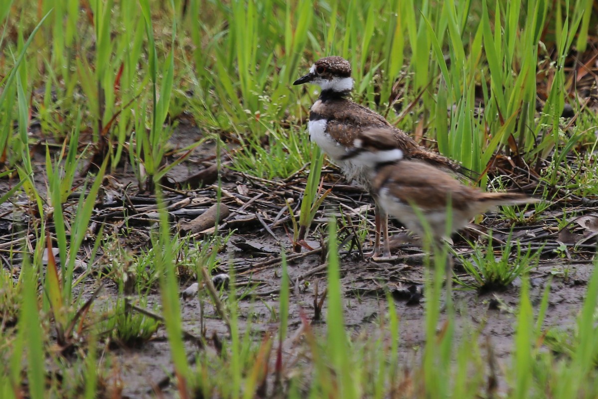 Killdeer - ML55484651