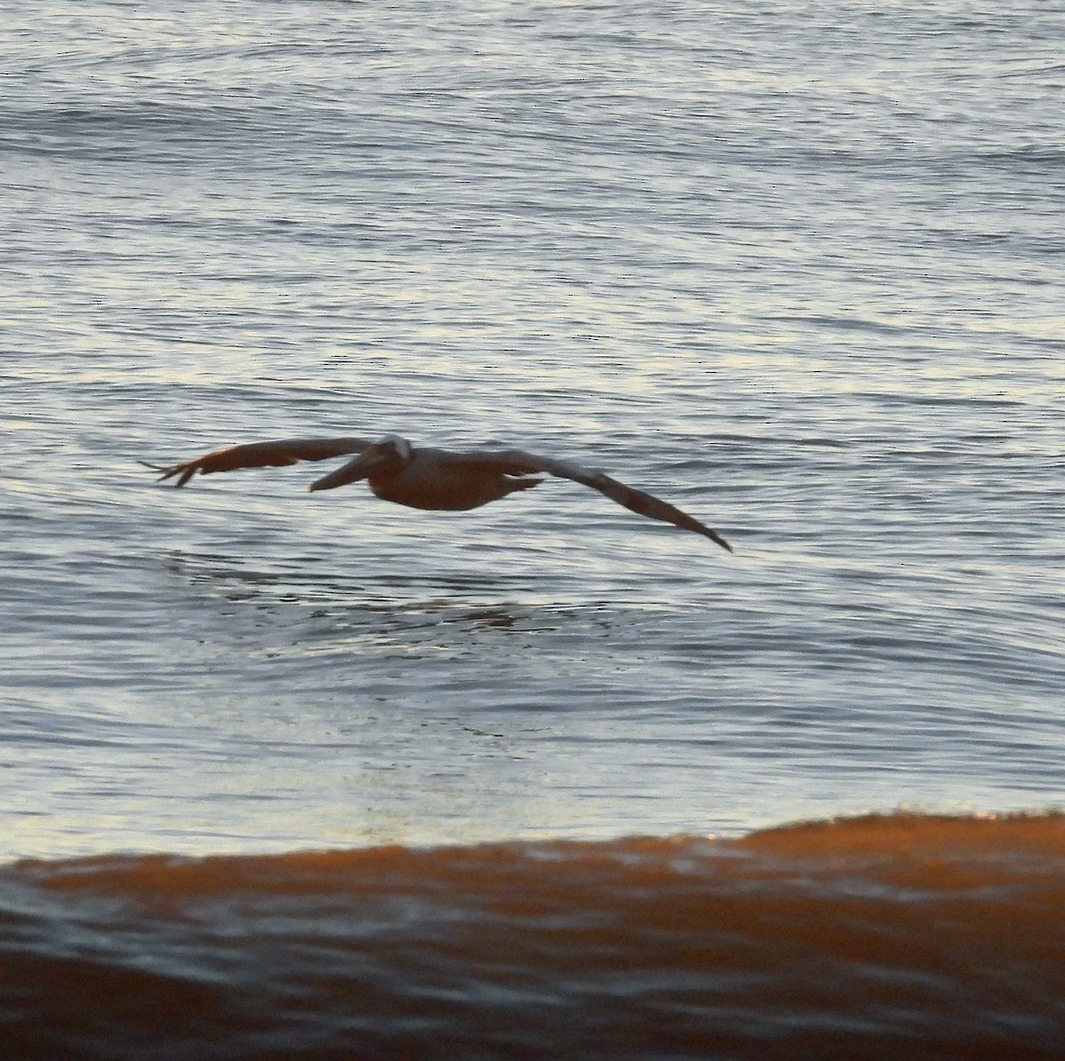 Brown Pelican - ML554846581