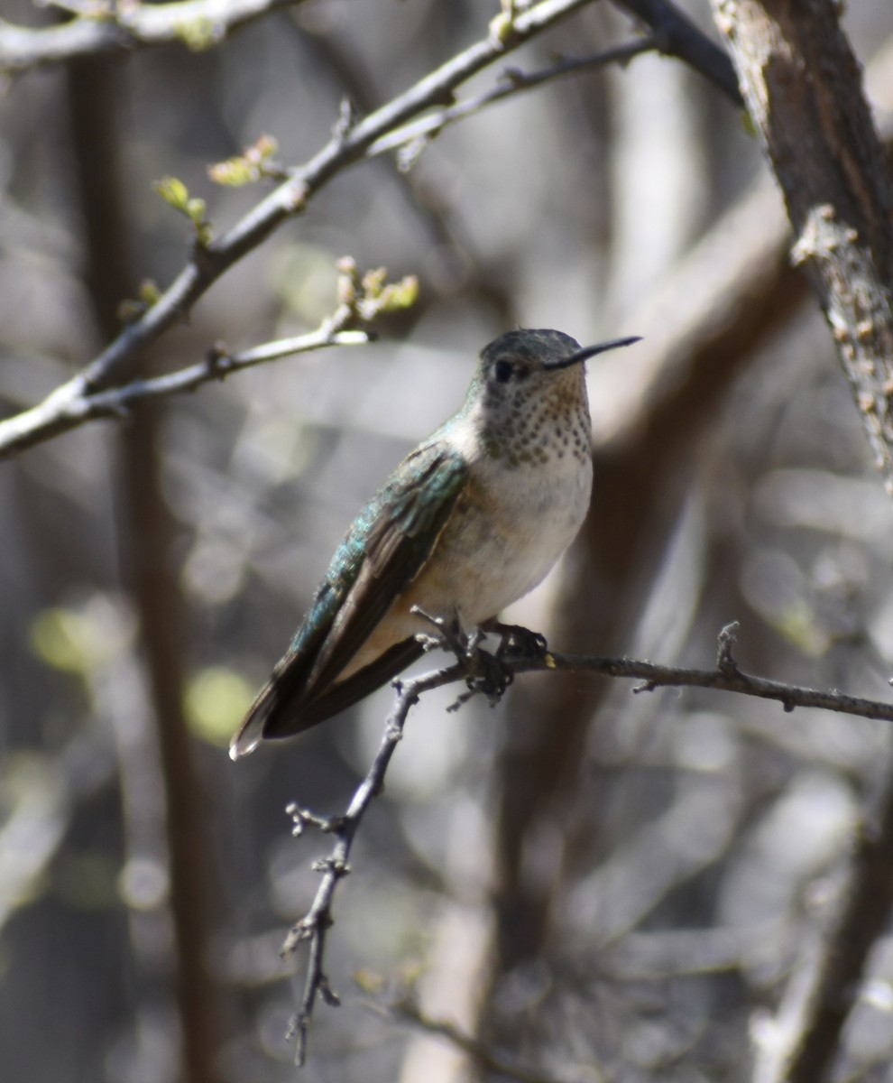 Broad-tailed Hummingbird - ML554846821