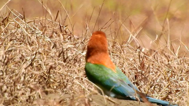 Chestnut-headed Bee-eater - ML554847201