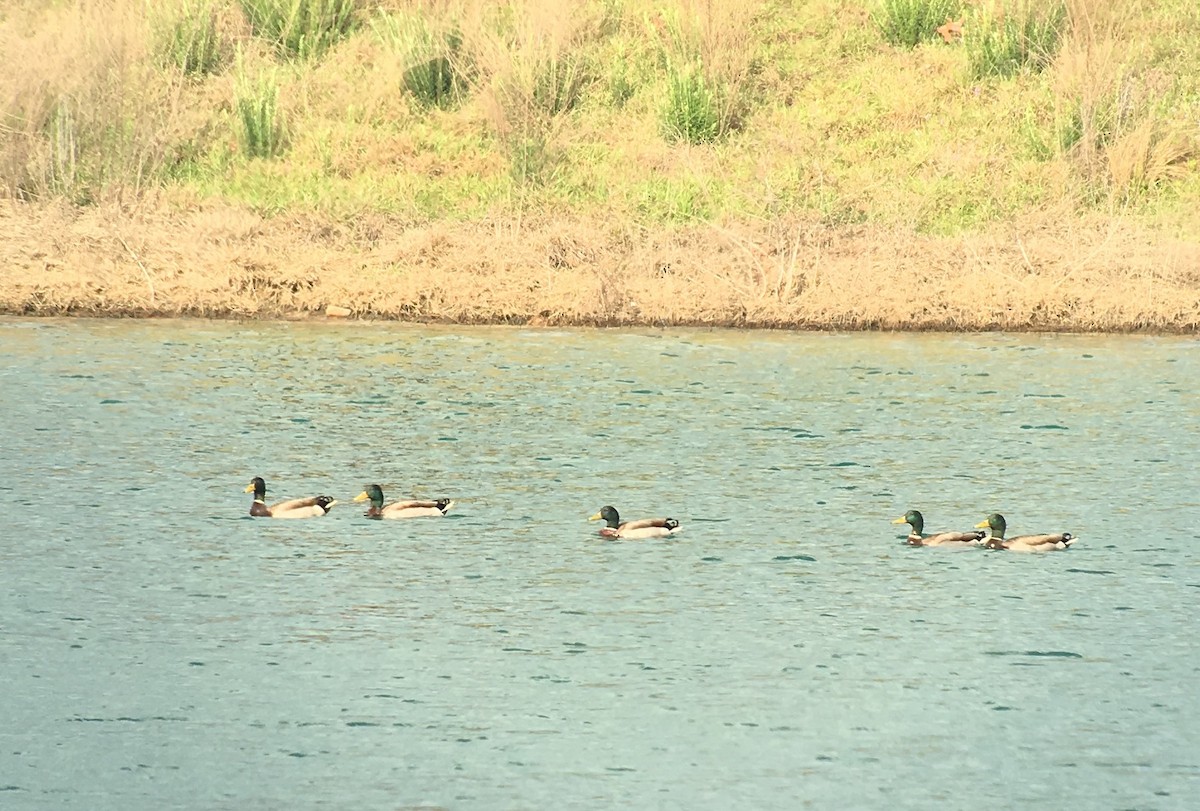 Mallard - ML55484741