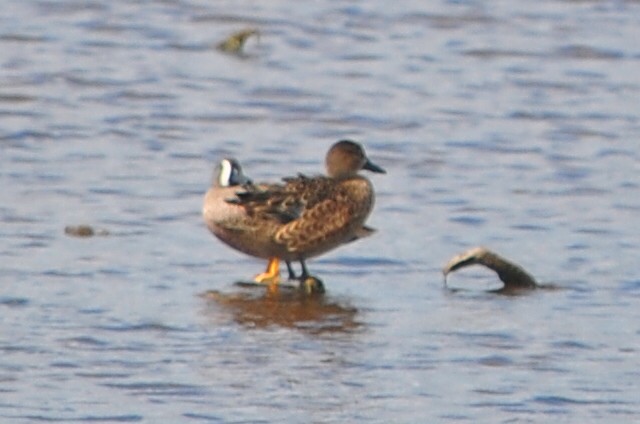 Blue-winged Teal - ML554847561