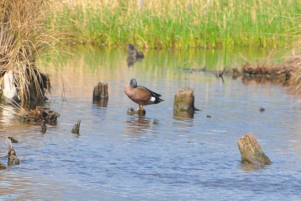 Blue-winged Teal - ML554847571