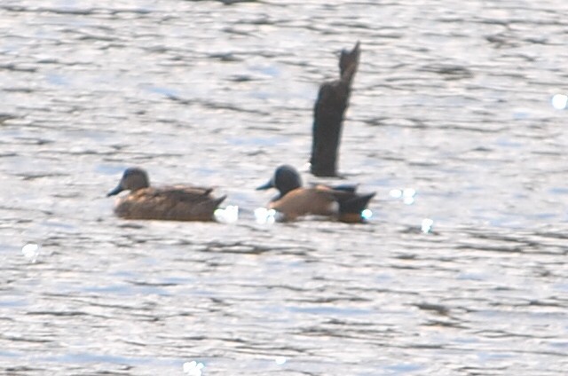 Blue-winged Teal - ML554847581