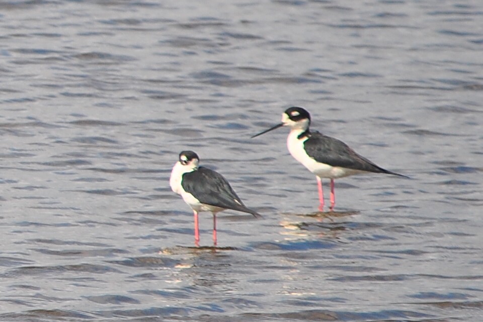 Black-necked Stilt - ML554847601