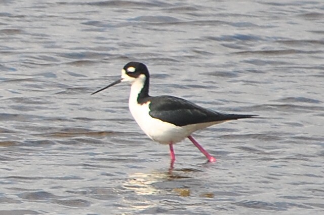 Black-necked Stilt - ML554847611