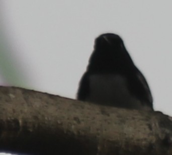 Black-throated Blue Warbler - Sorahabell Orduño