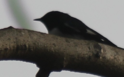 Black-throated Blue Warbler - Sorahabell Orduño