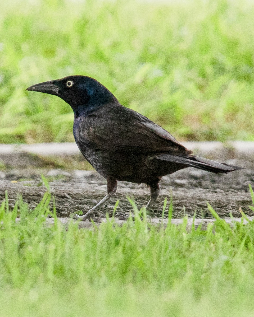 Common Grackle - Rafael Rodríguez Brito