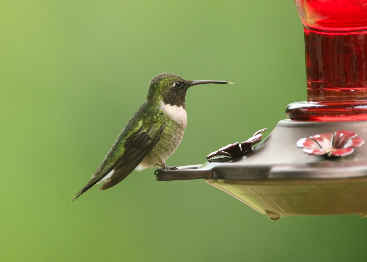 Ruby-throated Hummingbird - ML554850751