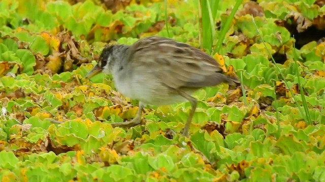 White-browed Crake - ML554851421