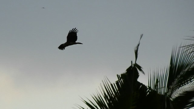 Brahminy Kite - ML554851501