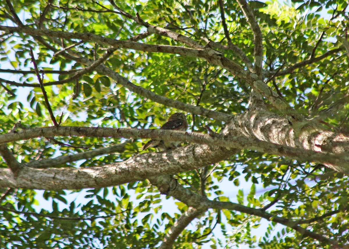 Cuban Pygmy-Owl - ML554851751