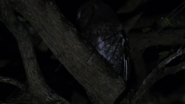 Rinjani Scops-Owl - ML554851931