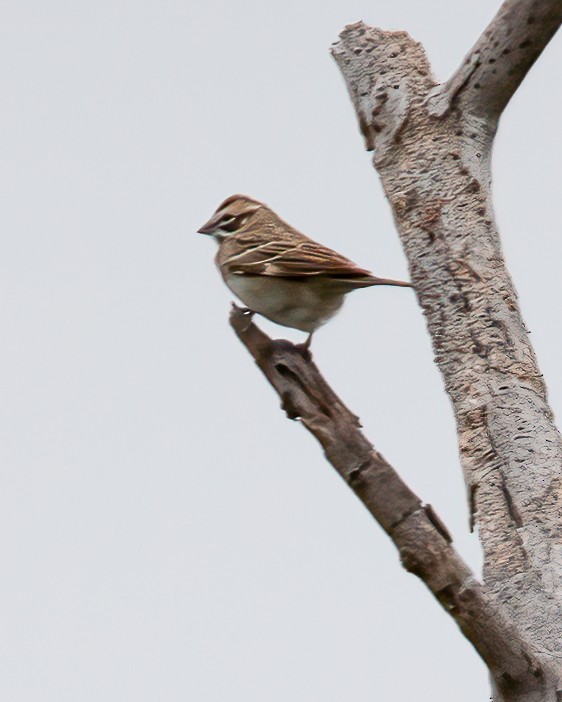 Lark Sparrow - Rafael Rodríguez Brito