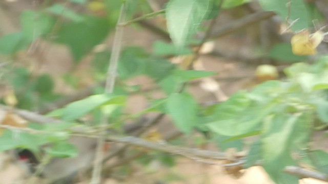 Red-whiskered Bulbul - ML554853321