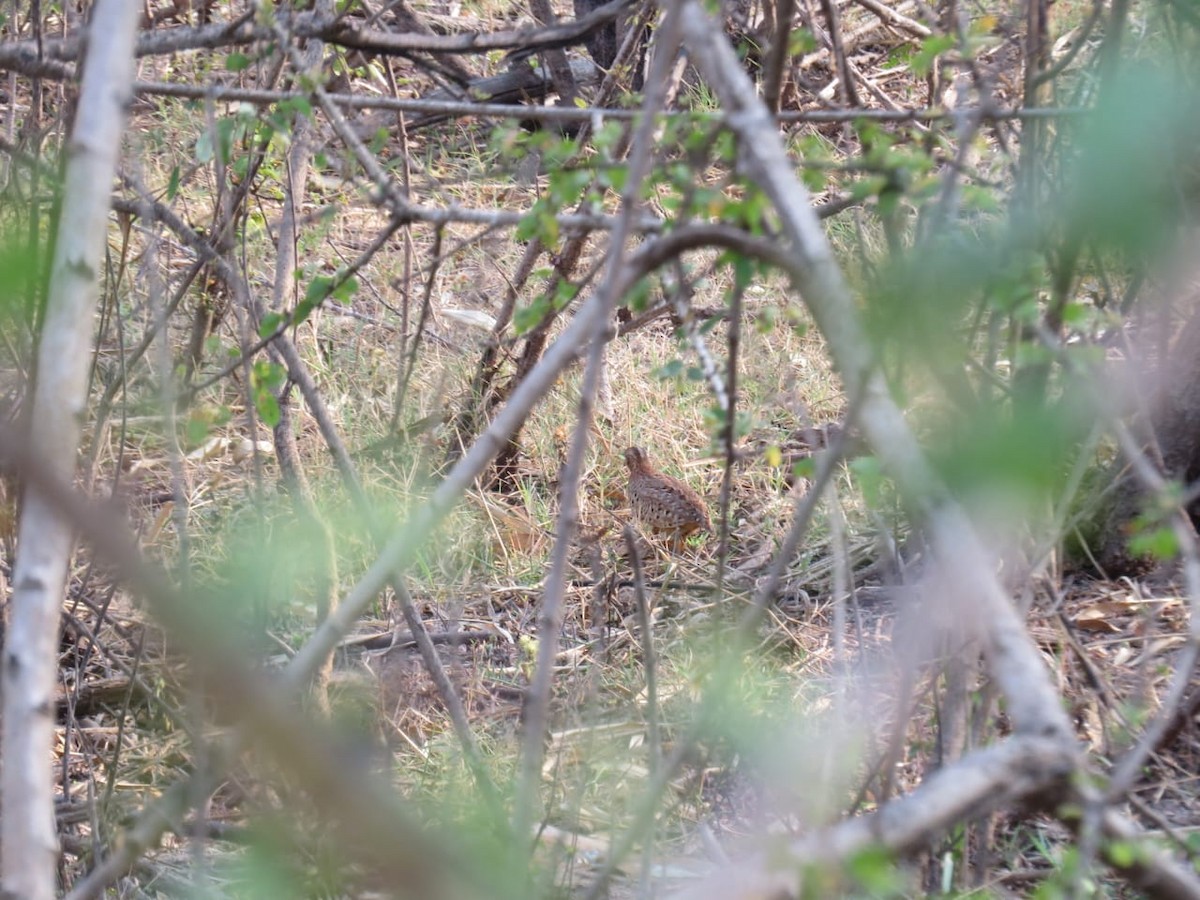 Yellow-legged Buttonquail - ML554854361