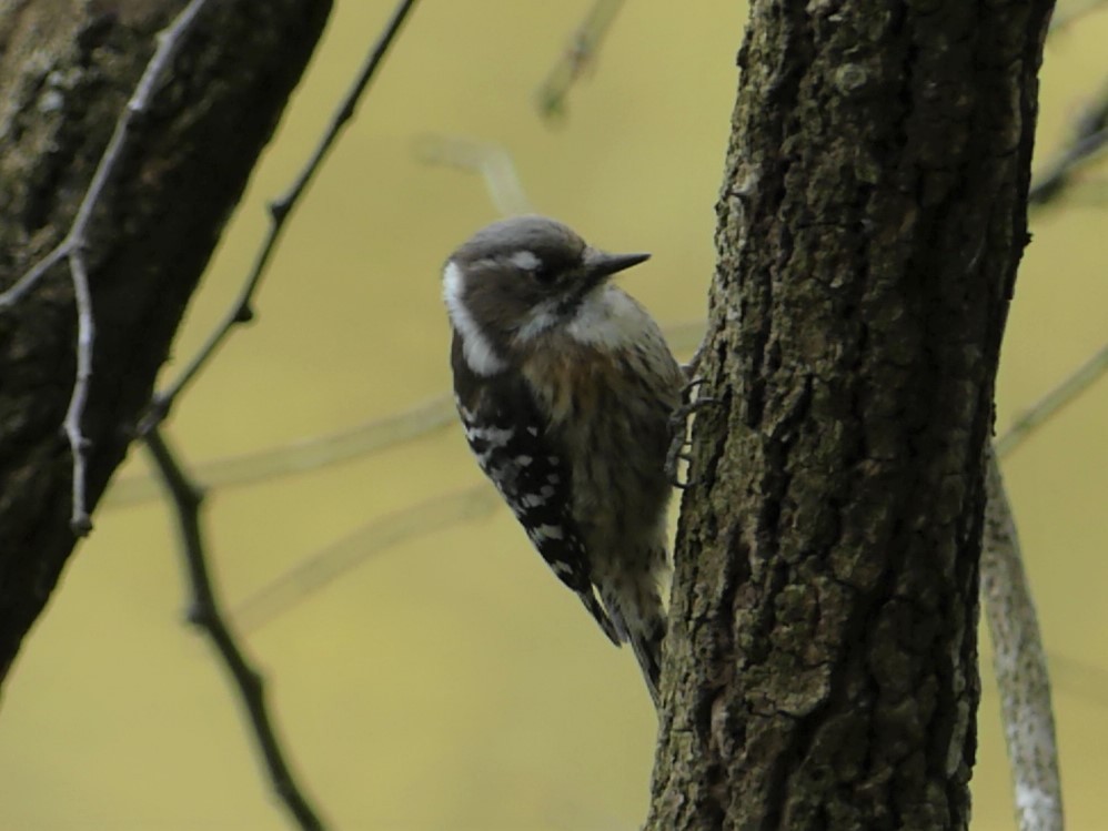 Japanese Pygmy Woodpecker - Michael Klotz