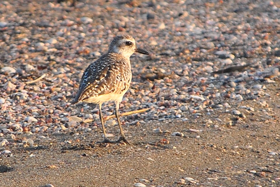 Black-bellied Plover - ML554855381