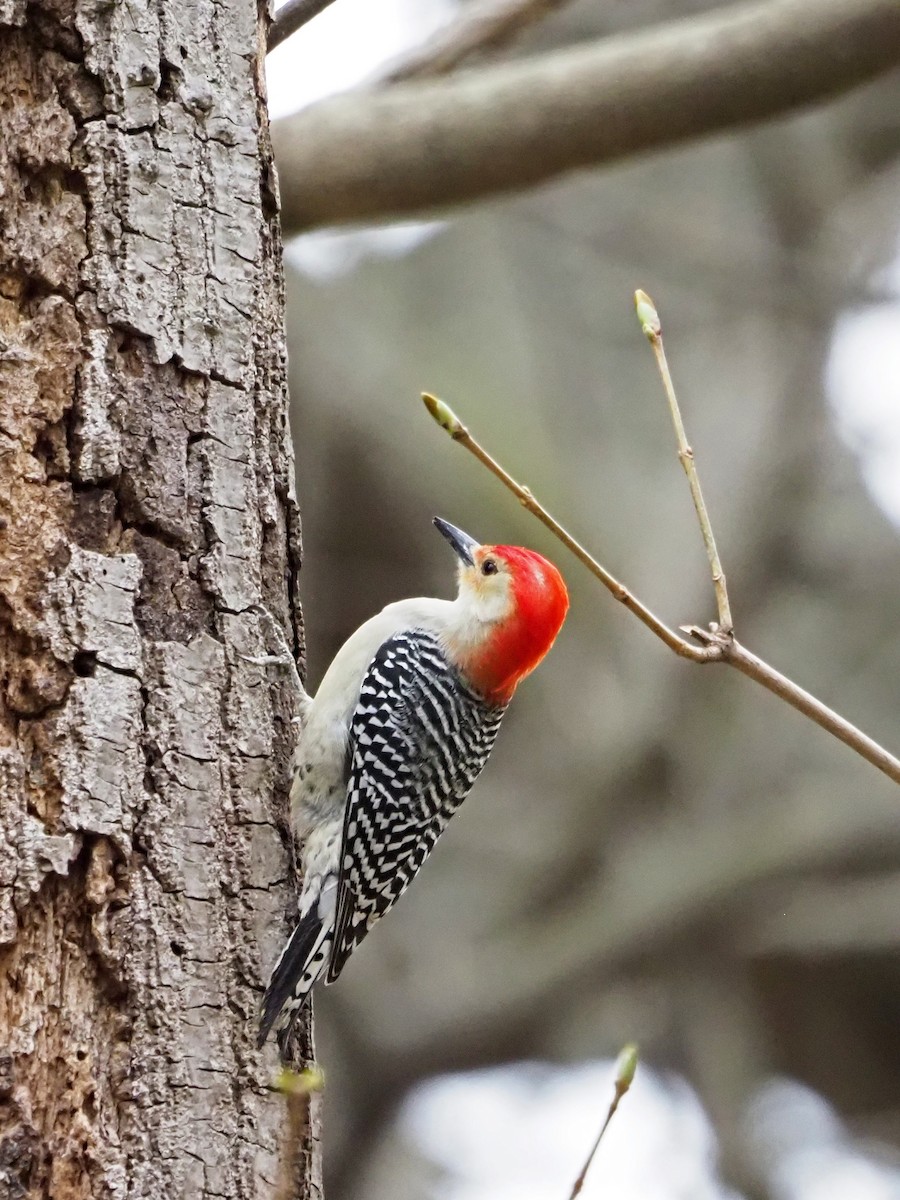 Red-bellied Woodpecker - ML554855781