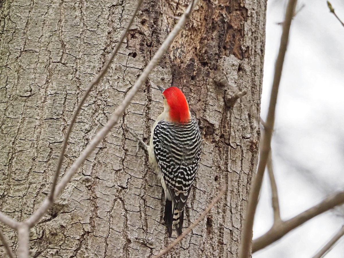 Red-bellied Woodpecker - ML554855791