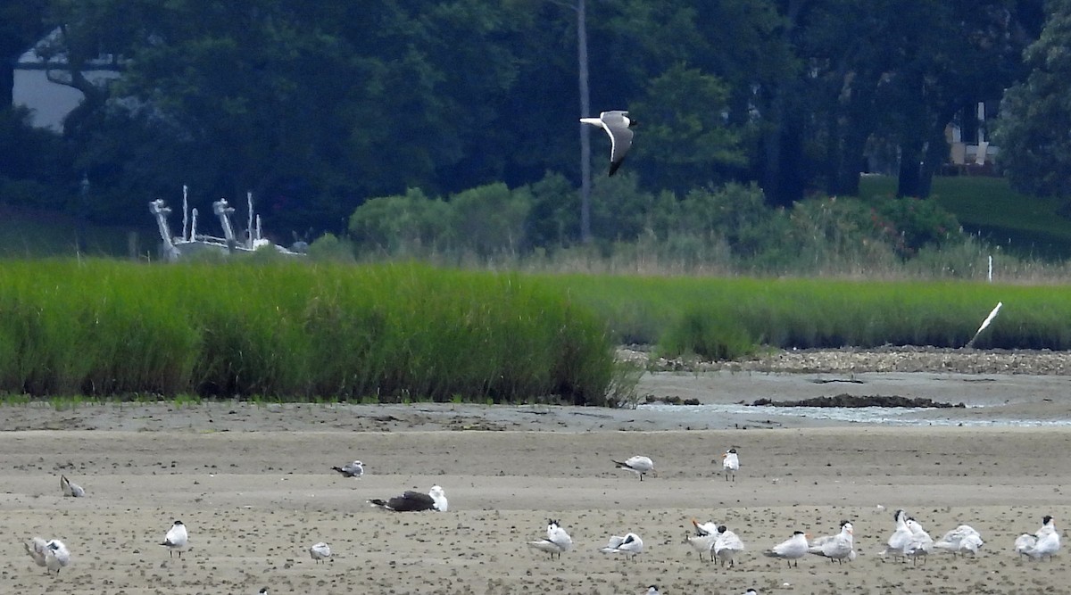 Laughing Gull - Jock McCracken