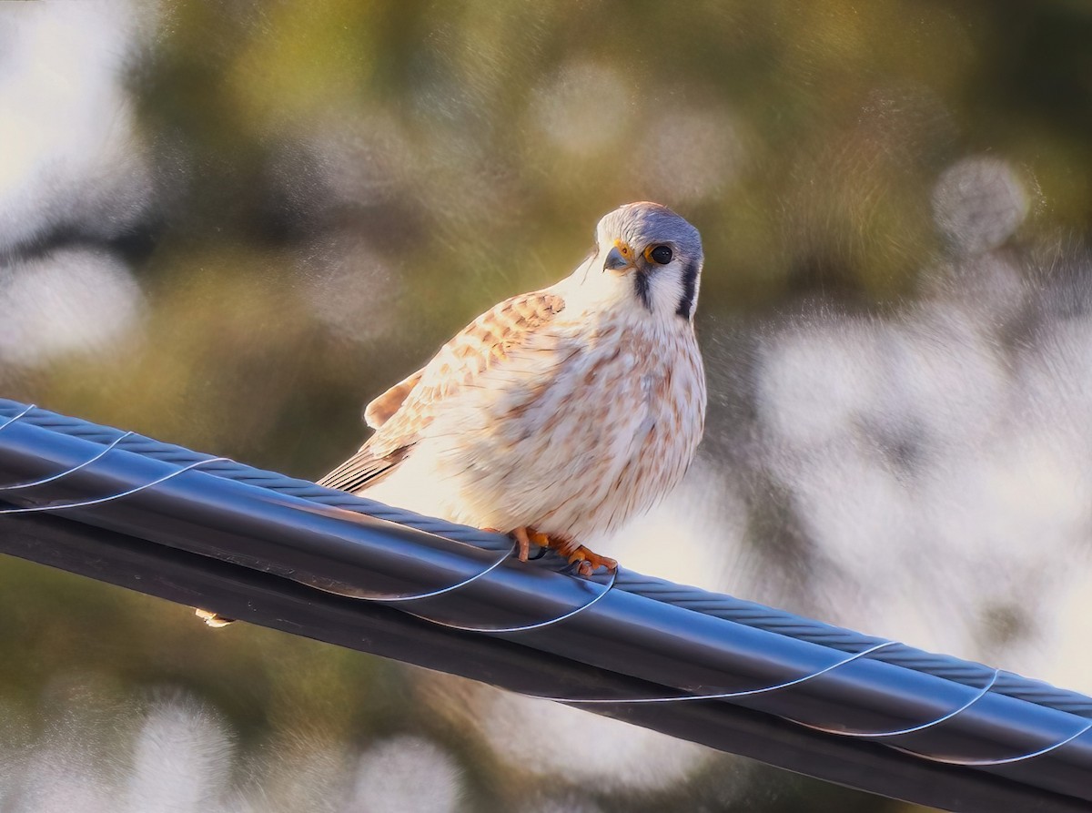 American Kestrel - ML554856221