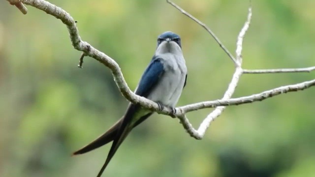 カンムリアマツバメ - ML554857501