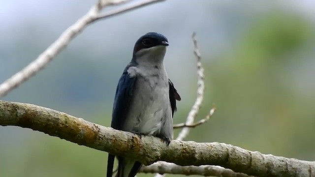 カンムリアマツバメ - ML554857521