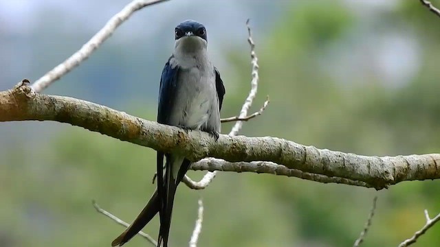 Gray-rumped Treeswift - ML554857531