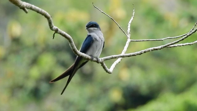 カンムリアマツバメ - ML554857551