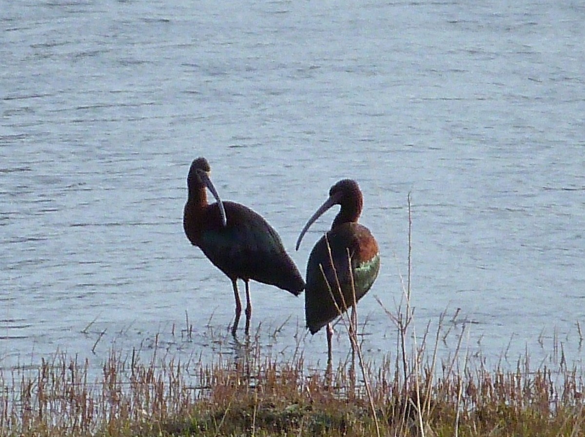 Ibis à face blanche - ML55485831
