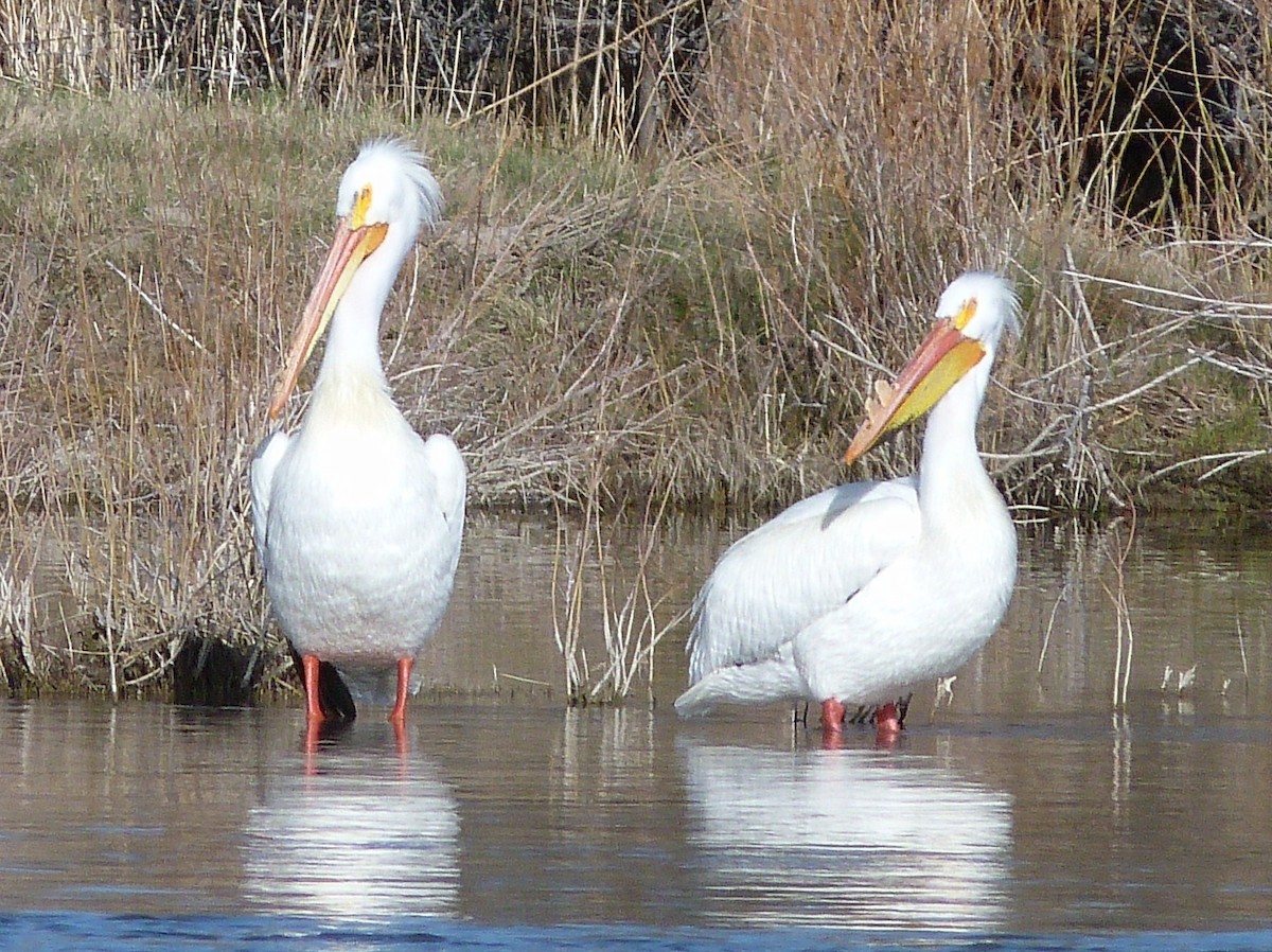 Pélican d'Amérique - ML55485911